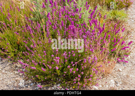 Erica Cinerea, Glockenheide im Sommer, Dorset, Großbritannien wächst Stockfoto