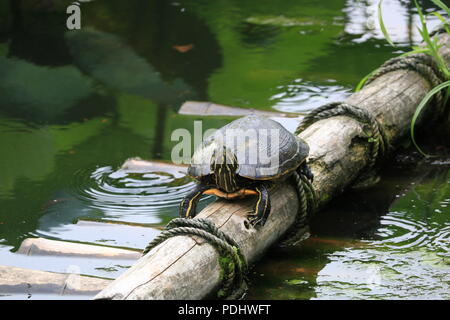 Allein Schildkröte im Lotus Teich Shinobazu Teich, Ueno Park, Japan Stockfoto