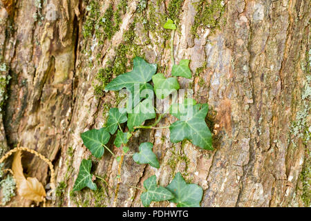 Hedera helix, gemeinsame Efeu aus der Nähe wachsenden, Klettern ein Baumstamm in Wäldern, Hampshire, Großbritannien Stockfoto