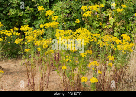 Dactylorhiza maculata, Extensa vulgaris, Common Ragwort wächst im Sommer, Dorset, Großbritannien Stockfoto