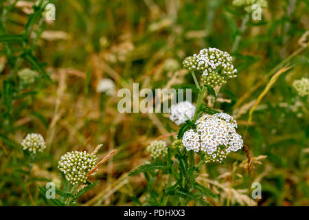 Achillea Millefolium, gemeinsame Schafgarbe in Dorset, Großbritannien wächst Stockfoto