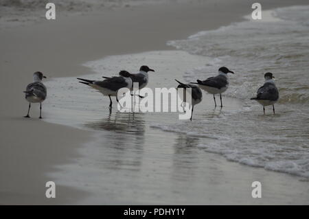 Baden Vögel Stockfoto