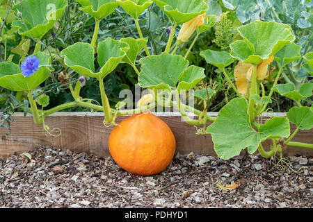 Cucurbita pepo. Kürbis wachsen auf eine Zuteilung in England Stockfoto