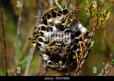 Paper Wasp am Nest - Guèpes feldwespe Au Nid-feldwespe gallicus - Südfrankreich. Stockfoto