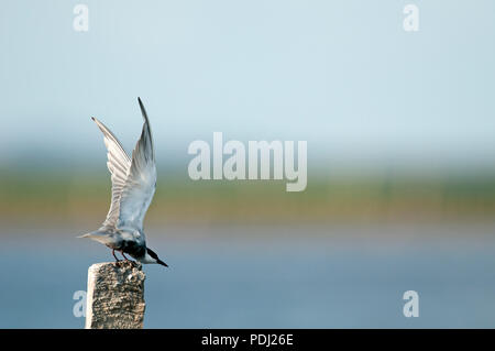 Whiskered Tern (Chlidonias hybrida) - bereit zum Flug Guifette moustac Stockfoto