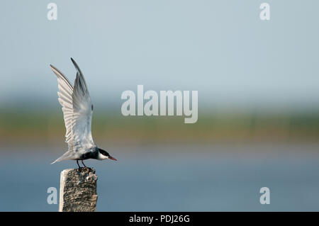 Whiskered Tern (Chlidonias hybrida) - bereit zum Flug Guifette moustac Stockfoto