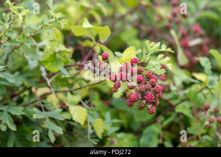 Cluster der roten reifen Black Früchte in einer Hecke in Wiltshire wachsende Stockfoto