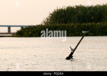 Whiskered Tern (Chlidonias hybrida) - Paar auf Sonnenuntergang Guifette moustac Stockfoto