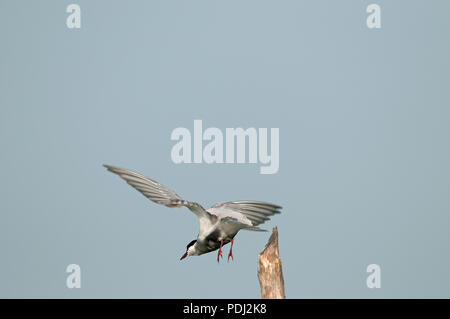 Whiskered Tern (Chlidonias hybrida) - Take-off Guifette moustac Stockfoto