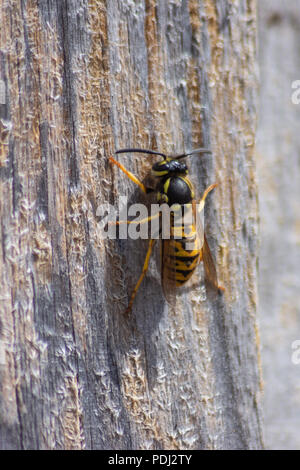 Gemeinsame Wespe Vespula vulgaris auf einer trockenen Holzzaun panel Kauen und sammeln Holz für Nestbau Stockfoto