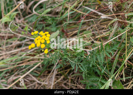 Ein rainfarn Pflanze mit Blumen liegen fast waagerecht gegen langes Gras neben einem Pfad Stockfoto