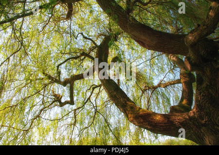 Auf der Suche nach oben durch die Zweige und Blätter der Weide mit im Sonnenlicht streaming. Stockfoto