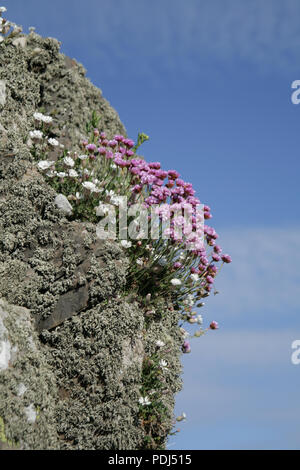 Rosa und weissen Alpenblumen auf einem felsigen Klippen, Dumfries und Galloway Stockfoto