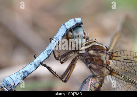 Nahaufnahme von Gekielt Skimmer Libellen (Orthetrum coerulescens) während der Paarung. Das Männchen umklammert seinen Schwanz auf die Frauen im Kopf. Tipperary, Irland Stockfoto