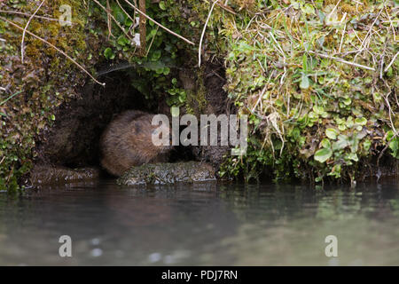 Schermaus (Arvicola Amphibius) Stockfoto