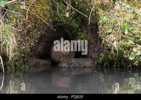 Schermaus (Arvicola Amphibius) Stockfoto