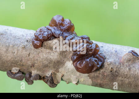 Gelee Pilz (Ascotremella faginea) Fruchtkörper wachsen auf einem Ast. Stockfoto