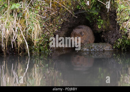 Schermaus (Arvicola Amphibius) Stockfoto