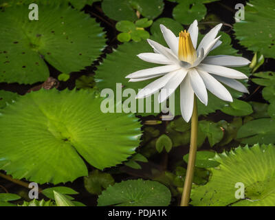 Weiße Seerose im Teich mit einem Frosch und Lily Pads in Nadi auf Fidschi Stockfoto