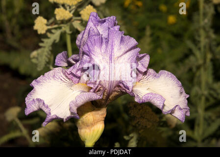 Tall Bearded Iris Earl of Essex Stockfoto