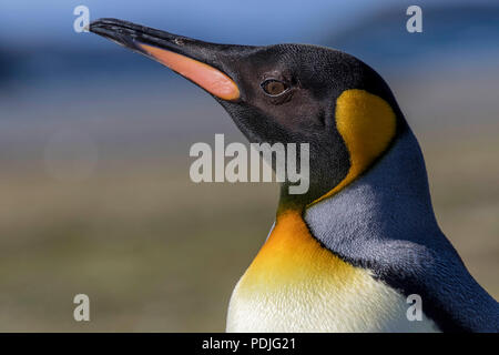 Königspinguine auf Südgeorgien Insel Stockfoto