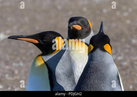 Königspinguine auf Südgeorgien Insel Stockfoto