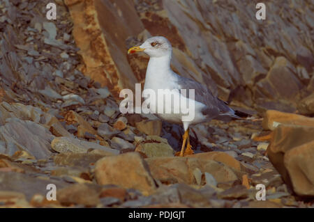 Erwachsene europäische Silbermöwe (Larus argentatus) auf der Suche nach Nahrung unter den Steinen an der Küste. Stockfoto