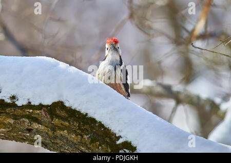 Mitte Buntspecht (Dendrocoptes medius) im Gebiet während der Brutzeit schützt. Stockfoto