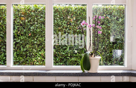 Rosa Orchideen in eine weiße Vase auf der Fensterbank mit Blick ins Grüne an einem sonnigen Tag in einem Heim Stockfoto