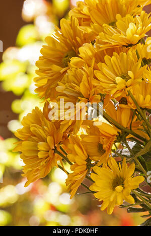 Orange Chrysanthemeblumen in einem Garten Stockfoto
