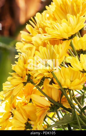 Orange Chrysanthemeblumen in einem Garten Stockfoto