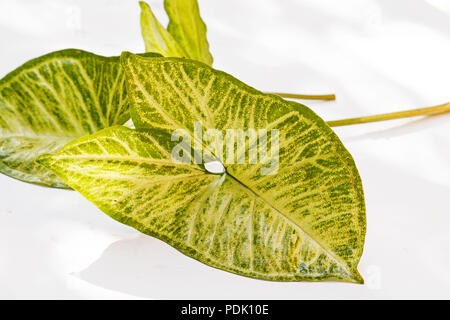 Syngonium angustatum Blatt Stockfoto