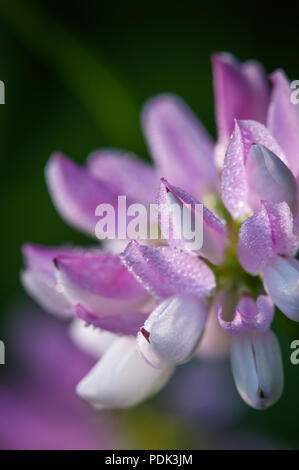 Krone Vetch (coronilla Varia) Stockfoto