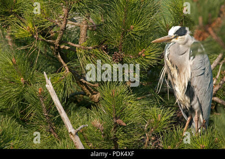 Heron Cendre - Graureiher - Ardea cinerea Stockfoto