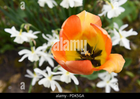 Orange Tulip Ansicht von oben unter white flower bed Stockfoto