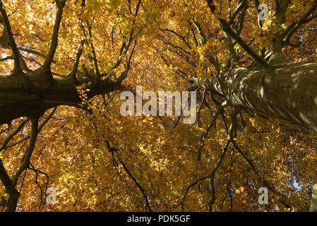 Bis auf zwei Baum tunks mit Foilage in vollem Gelb Herbst Farben Stockfoto