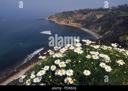 Spring wildflowers Bloom auf einem Felsen über Bluff Cove und Flat Rock Point an der Küste von Palos Verdes Estates, Kalifornien. Stockfoto