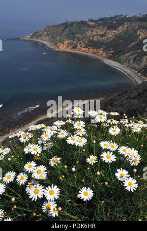 Spring wildflowers Bloom auf einem Felsen über Bluff Cove und Flat Rock Point an der Küste von Palos Verdes Estates, Kalifornien. Stockfoto