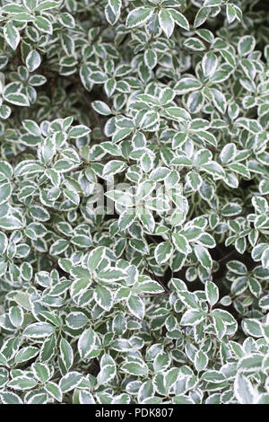 Pittosporum tenuifolium bin arjory Channon" verlässt. Stockfoto