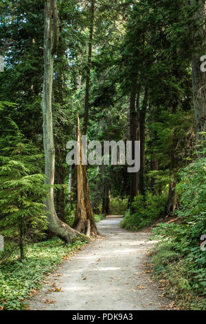Wanderweg im Wald am Stanley Park im Sommer Stockfoto