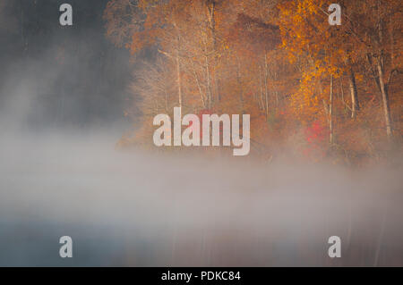 Bäume im Herbst am Seeufer mit Morgennebel Stockfoto