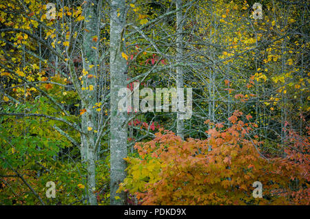 Herbst Bäume, Wald detail, Montgomery Bell State Park, TN Stockfoto