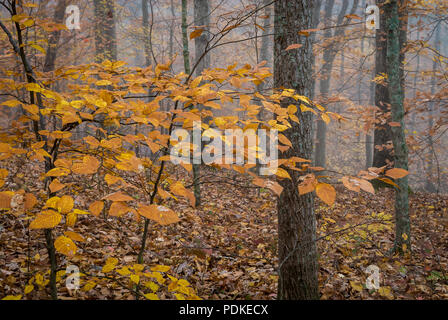 Herbst Wald, Morgen, Nebel, Montgomery Bell State Park, TN Stockfoto