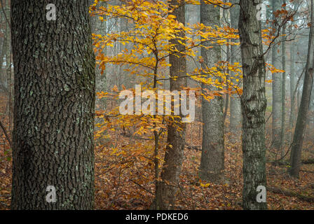 Herbst Wald, Morgen, Nebel, Montgomery Bell State Park, TN Stockfoto