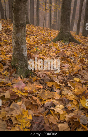 Waldboden, Herbst, Montgomery Bell State Park, TN Stockfoto