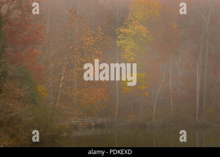 Rande des Sees Woodhaven, Steg, Herbst Wald, Morgen, Nebel, Montgomery Bell State Park, TN Stockfoto