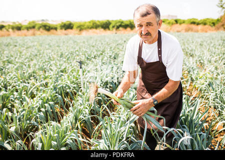 Ansicht eines mittleren Alter Mann Ernte Ernte lauch Gemüse in einem Gewächshaus. Stockfoto