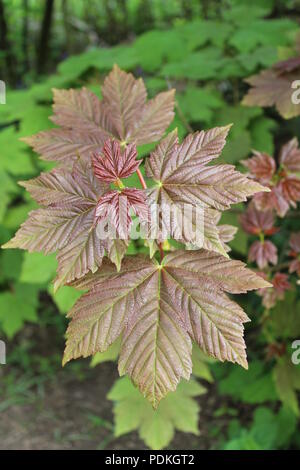 Die jungen Blätter im Frühling gemacht, 12.00 Uhr in April, Bergahorn, Acer pseudoplatanus. Stockfoto