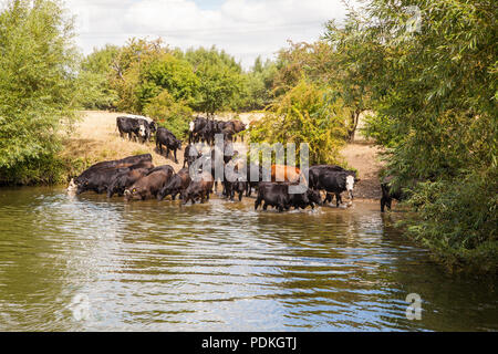 Nutztiere wie Rinder und Kühe Waten in der Themse Wasser während der Hitzewelle und Dürre des Sommers 2018 in der Nähe von Oxford Großbritannien zu trinken Stockfoto