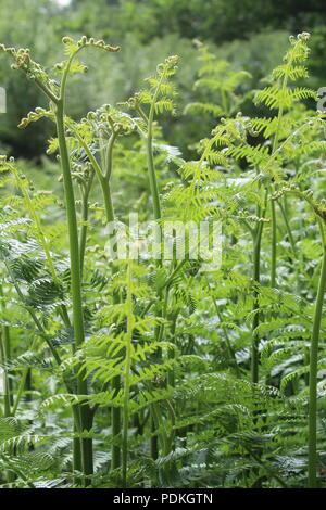 Frischen grünen Farnblätter in einem britischen Woodland Stockfoto